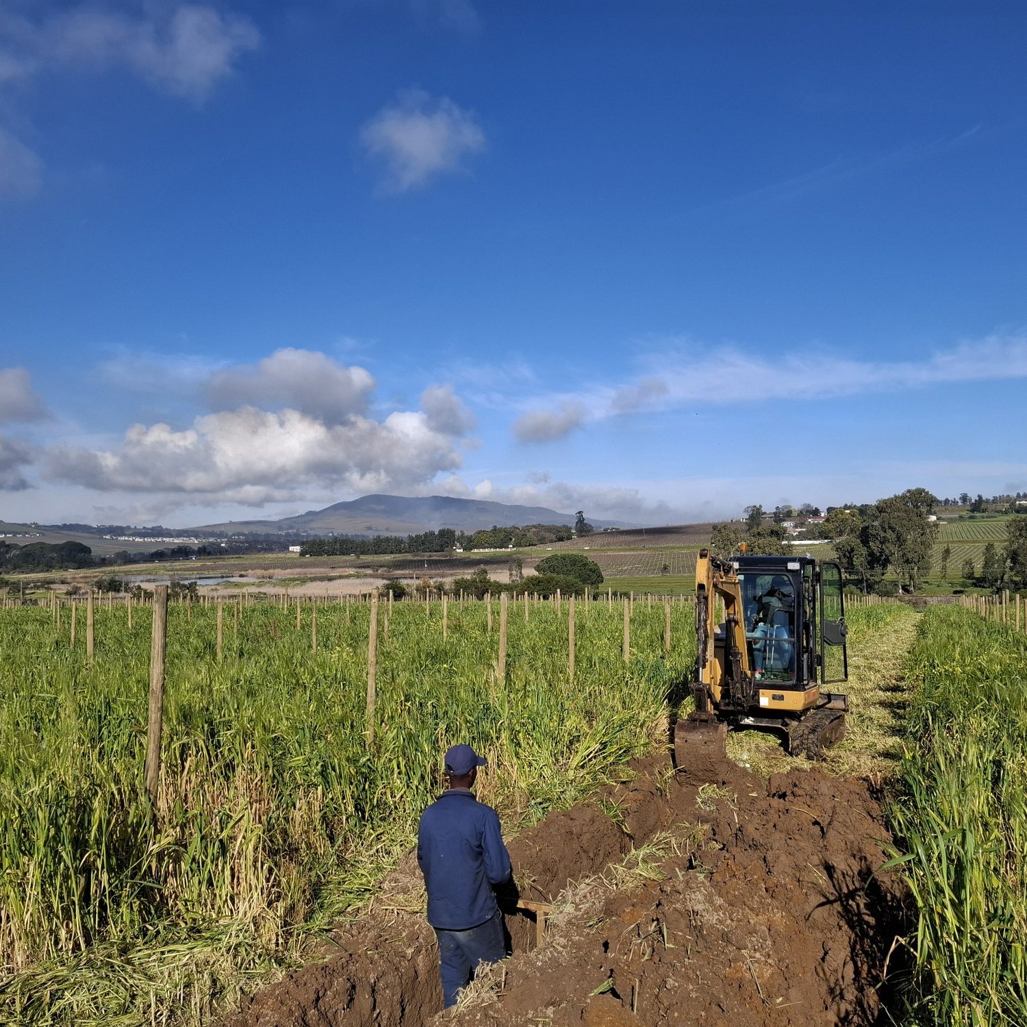Irrigation installation in a vineyard